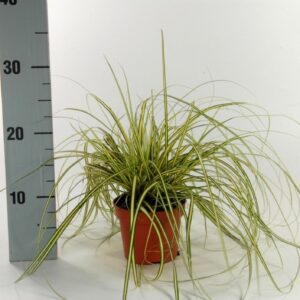 Carex hachijoensis Evergold Carex 'Evergold' p12
(10 Plants/Order)(12cmP 20cmH)