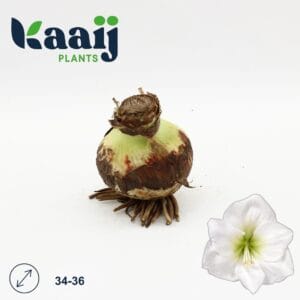 Droge ball Hippeastrum Amaryllisbol white maat 34
(9 Plants/Order)(cmP cmH)