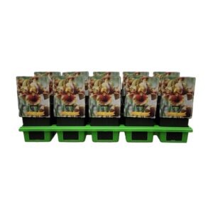 Iris germanica Iris germanica 'Oklahoma Bandit' P11
(10 Plants/Order)(11cmP 25cmH)