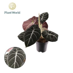 Alocasia Black Velvet Alocasia Black Velvet
(7 Plants/Order)(14cmP 30cmH)