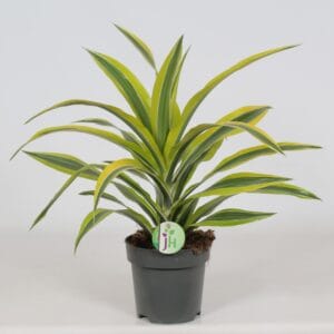 Dracaena Lemon Lime Dracaena 'Lemon Lime'
(6 Plants/Order)(17cmP 50cmH)