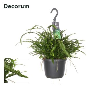 Nephrolepis Duffii Nephrolepis Duffi
(4 Plants/Order)(17cmP 45cmH)