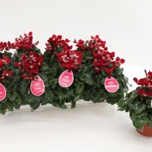 Cyclamen Super Serie Djix Dark Red
(8 Plants/Order)(10.5cmP 25cmH)
