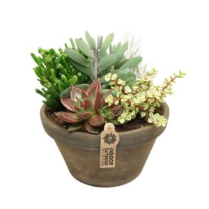 Succulenten Succulent Arrangement in 27 cm 'Grijze Schaal'
(1 Plants/Order)(27cmP 28cmH)