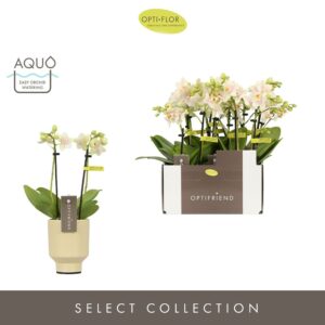 Phalaenopsis Multiflora Optifriend Sara 2 spike in Emilia Sand Aquo
(6 Plants/Order)(7cmP 25cmH)