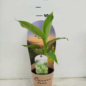 Musa basjo Musa basjoo P12 Cover
(6 Plants/Order)(12cmP 20cmH)