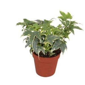 Hedera Yellow Ripple Hedera helix Yellow Ripple
(18 Plants/Order)(9cmP 7cmH)