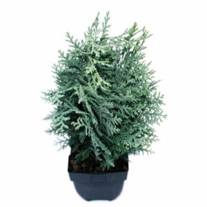 Chamaecyparis Pelts Blue Chamaecyparis lawsoniana 'Pelt's Blue' P17
(6 Plants/Order)(17cmP 65cmH)