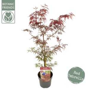 Acer palmatum Garnet Acer palm. 'Garnet' PREMIUM
(1 Plants/Order)(19cmP 65cmH)