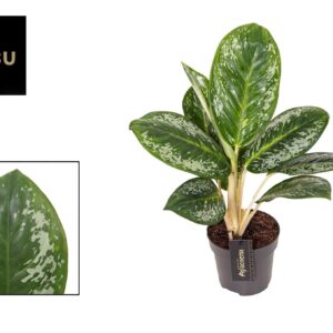 Aglaonema other Aglaonema Onyx Green
(12 Plants/Order)(12cmP 40cmH)