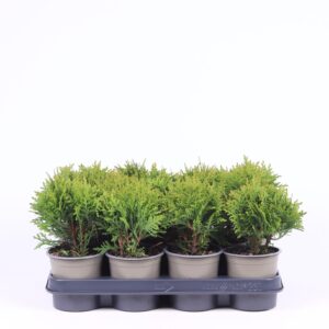 Thuja Danica Thuja occidentalis 'Danica' 
(11 Plants/Order)(11cmP 25cmH)