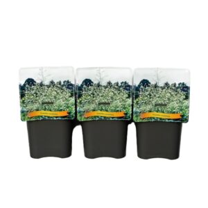 Crambe cordifolia Crambe cordifolia C5
(1 Plants/Order)(21cmP 35cmH)