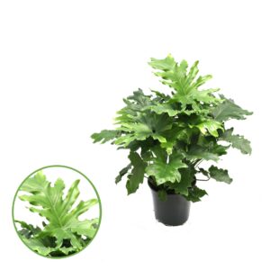 Philodendron Philodendron 'Hope'
(1 Plants/Order)(21cmP 60cmH)