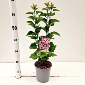 Syringa Katherine Havemey vulg.
(1 Plants/Order)(17cmP 35cmH)
