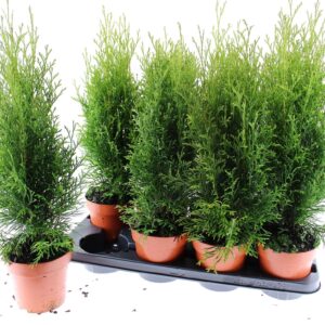 Thuja Smaragd Thuja Smaragd 
(8 Plants/Order)(13cmP 50cmH)