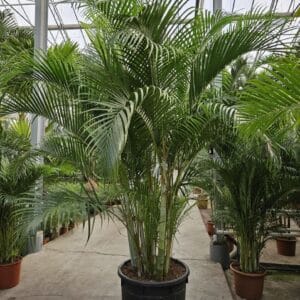 Chrysalidocarpus Dypsis lutescens
(1 Plants/Order)(70cmP 350cmH)