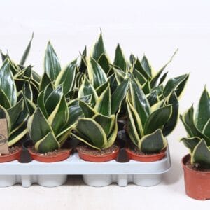 Sansevieria Golden Hahnii Black
(12 Plants/Order)(9cmP 20cmH)