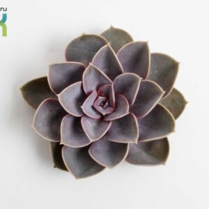 Echeveria other Echeveria Perle von Nurnberg snij
(12 Plants/Order)(9cmP 10cmH)