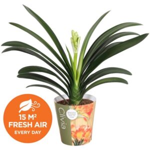 Clivia miniata Clivia miniata met potcover
(10 Plants/Order)(13cmP 50cmH)