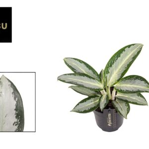 Aglaonema Silver Blue Aglaonema Silver Blue
(10 Plants/Order)(12cmP 30cmH)