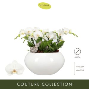 Arrangement Phalaenopsis Tablo Champagne in Cora
(1 Plants/Order)(44cmP cmH)