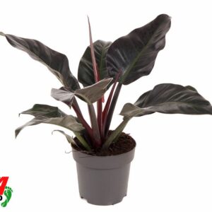 Philodendron Imperial Red Philodendron Imperial Red P24 (NO GAP)
(1 Plants/Order)(24cmP 60cmH)
