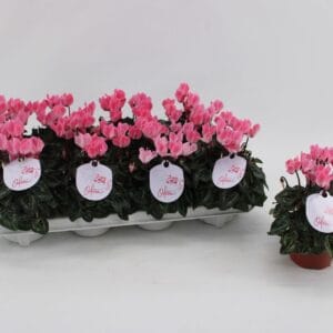 Cyclamen Super Serie Odora Salmon F
(8 Plants/Order)(10.5cmP 25cmH)