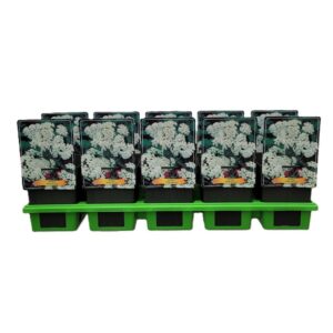 Acanthus mollis Acanthus 'Morning Candle' C5 
(1 Plants/Order)(21cmP 35cmH)