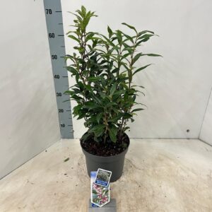 Sarcococca hookeriana Sarcococca hookeriana Winter Gem ('Pmoore03'PBR)
(1 Plants/Order)(23cmP 30cmH)