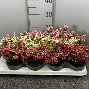 Gaultheria Pernettya mix in tray
(12 Plants/Order)(10.5cmP 20cmH)