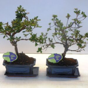 Rhododendron rhododendron indicum, 20 shape, with drip tray
(5 Plants/Order)(20cmP 35cmH)