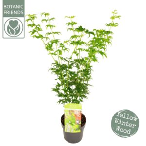 Acer palmatum Acer palm. 'Going Green'® 
(5 Plants/Order)(19cmP 75cmH)