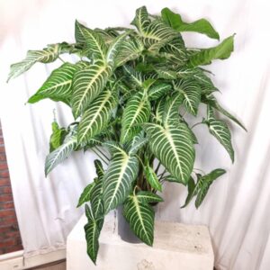 other plants Xanthosoma Lindenii 32cm . 
(1 Plants/Order)(32cmP 155cmH)