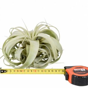 Tillandsia Tillandsia xerographica x6
(6 Plants/Order)(18cmP 18cmH)