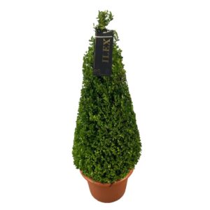 Ilex ilex conv. Caroline Upright Piramiden p30(t) 90-100 ©
(1 Plants/Order)(30cmP 120cmH)