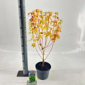 Acer palmatum Acer pal. 'Bi-Hoo' 
(1 Plants/Order)(19cmP 60cmH)