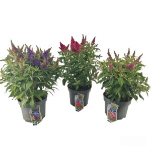 Buddleja Butterfly Candy mixed Buddleja d. Butt. Candy® mix P23 (minimum order one layer)
(1 Plants/Order)(23cmP 35cmH)