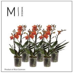 Phalaenopsis Multiflora Phalaenopsis Multi Orange 2 spike - 12cm | Mimesis
(4 Plants/Order)(12cmP 50cmH)