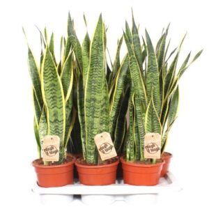 Sansevieria Laurentii Sansevieria Laurentii
(1 Plants/Order)(17cmP 65cmH)