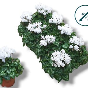 Cyclamen Super Serie C Cyclaam-WIT
(8 Plants/Order)(10.5cmP 25cmH)