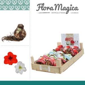 Droge ball Hippeastrum Amaryllis 28/30 Bulb mix in Wooden Crate
(18 Plants/Order)(cmP cmH)