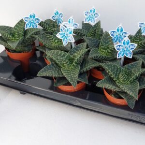 Gasteraloe Tiki Zilla Aloë Tiki Zilla P9
(12 Plants/Order)(9cmP 11cmH)