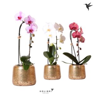 Phalaenopsis Elegant Cascade Kolibri Orchids Cascade Niagara Fall mix 1 spike in Luxury Pot gold
(4 Plants/Order)(12cmP 50cmH)