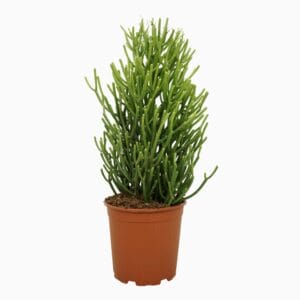 Euphorbia Tirucalli Euphorbia tirucalli 21 cm
(3 Plants/Order)(21cmP 60cmH)