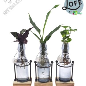 Indoor plants LOFE | Intenz mix in Ann getint Glas + metalen houder + LED
(6 Plants/Order)(7cmP 25cmH)