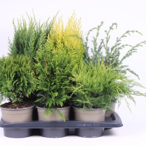 conifers conifers mix
(1 Plants/Order)(17cmP 50cmH)