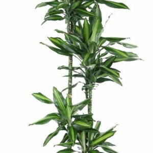 Dracaena Cintho 90-60-30-15
(1 Plants/Order)(27cmP 140cmH)