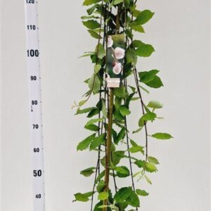 Salix caprea Kilmarnock Salix caprea 'Kilmarnock' --stam 120 cm
(1 Plants/Order)(23cmP 160cmH)