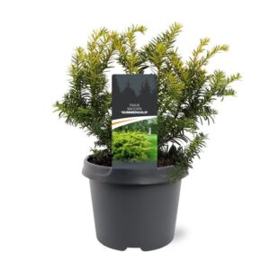 Taxus baccata Summergold Taxus baccata 'Summergold'
(1 Plants/Order)(19cmP 30cmH)