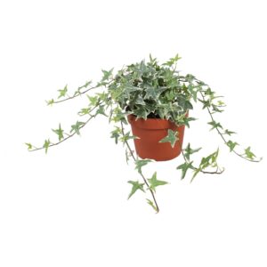 Hedera Mona Lisa Hedera helix Mona Lisa
(6 Plants/Order)(13cmP 30cmH)